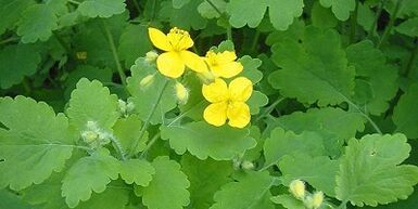 Tratamiento del hongo de las uñas en las piernas Celandine