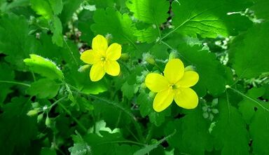 Celandine para el tratamiento del hongo en las uñas